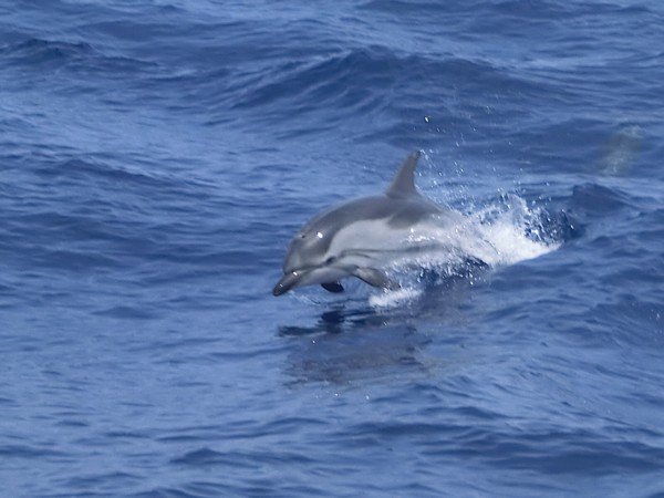 Stenella caeruleoalba